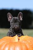 BOULEDOGUE FRANCAIS 263